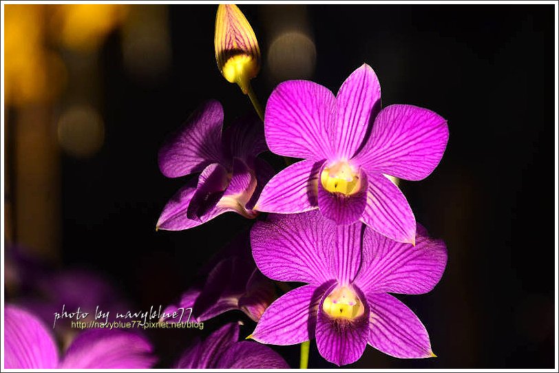 orchid17.jpg