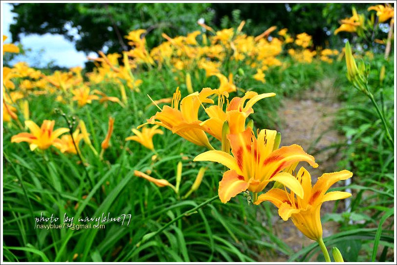 daylily29.jpg