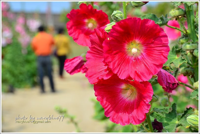 學甲蜀葵花07.JPG