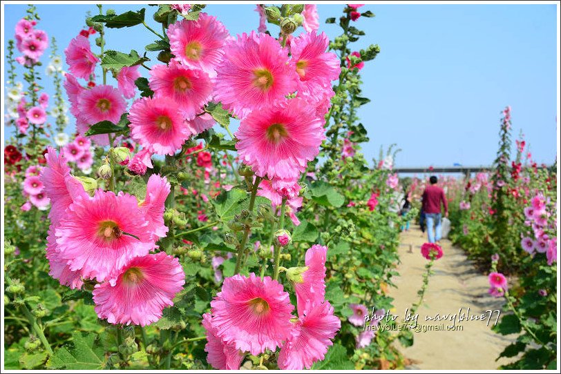 學甲蜀葵花18.jpg