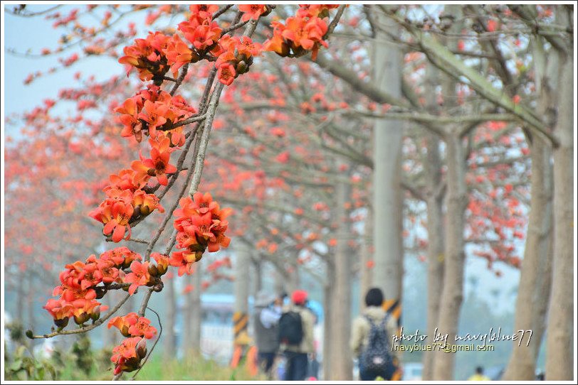 林初埤木棉花10.jpg