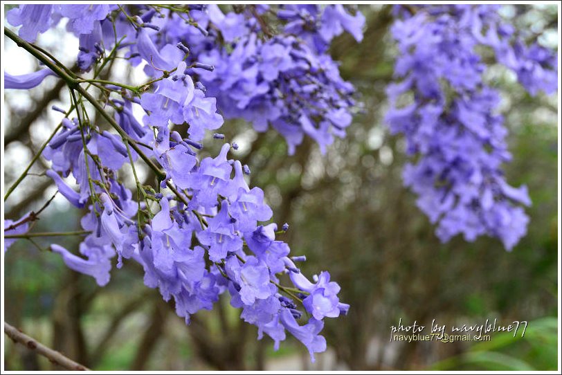 嘉義藍花楹花道03.jpg