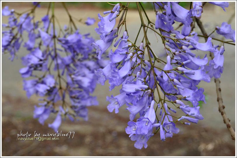 嘉義藍花楹花道04.jpg