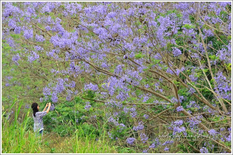 嘉義藍花楹花道05.JPG