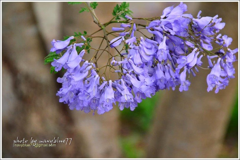 嘉義藍花楹花道10.jpg