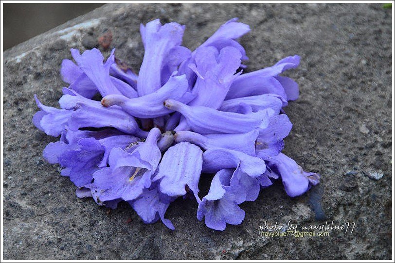 嘉義藍花楹花道12.jpg