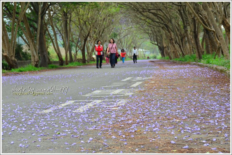 嘉義藍花楹花道15.jpg