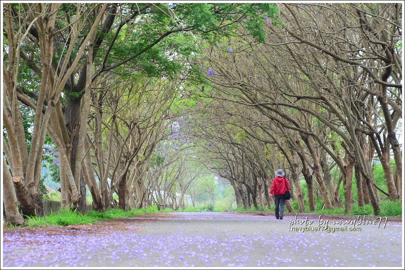 嘉義藍花楹花道17.jpg