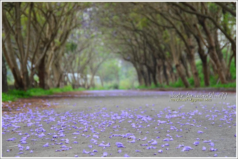 嘉義藍花楹花道18.jpg