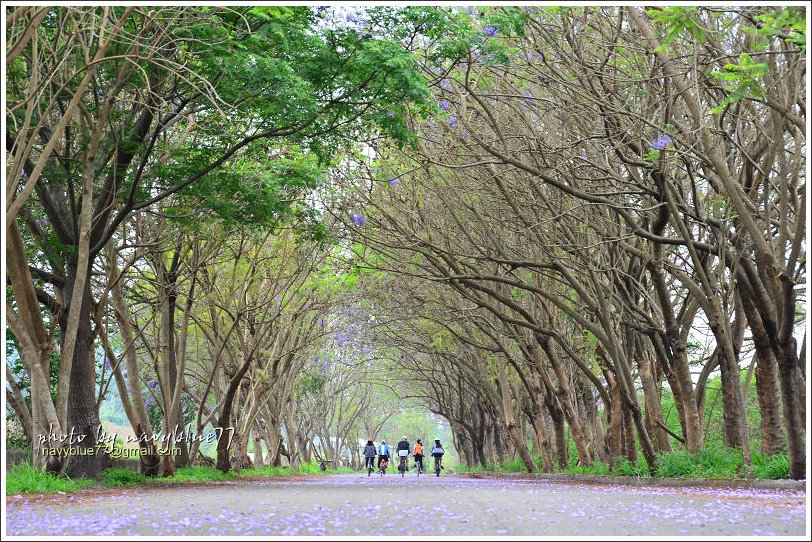 嘉義藍花楹花道21.jpg