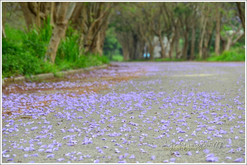 嘉義藍花楹花道25.jpg