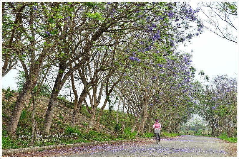 嘉義藍花楹花道27.jpg