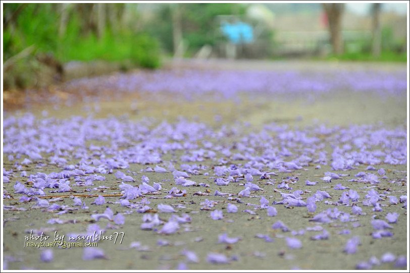 嘉義藍花楹花道30.jpg