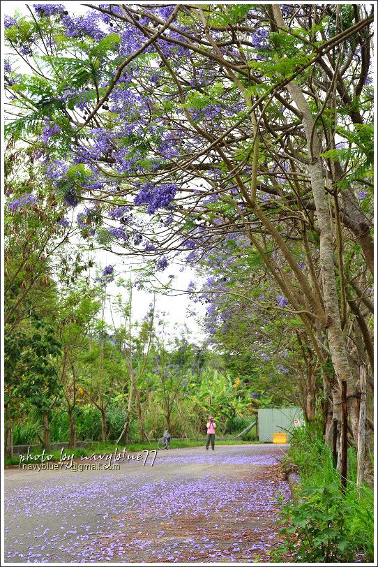 嘉義藍花楹花道29.jpg