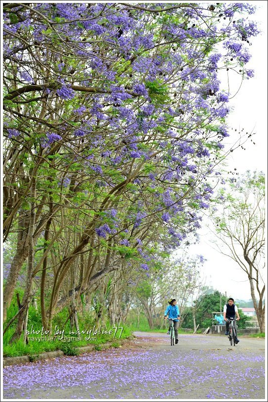 嘉義藍花楹花道31.jpg