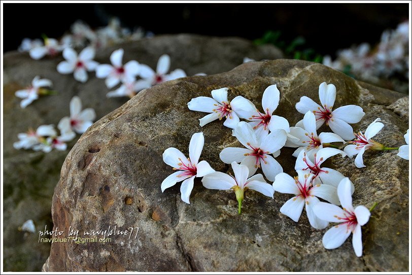 圓仔林油桐花04.JPG