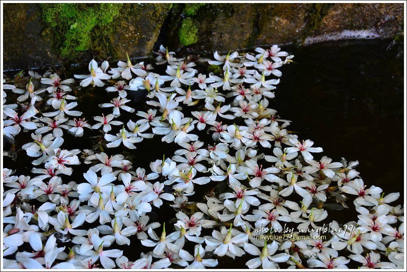 圓仔林油桐花07.jpg