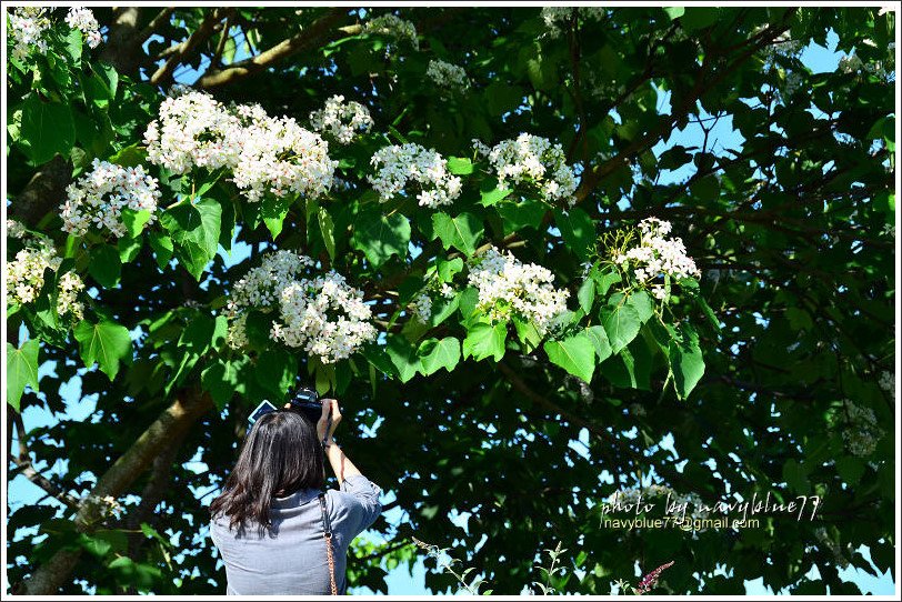 圓仔林油桐花16.jpg