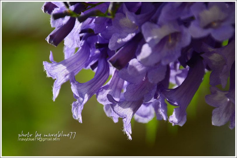 盧厝堤防藍花楹07.jpg