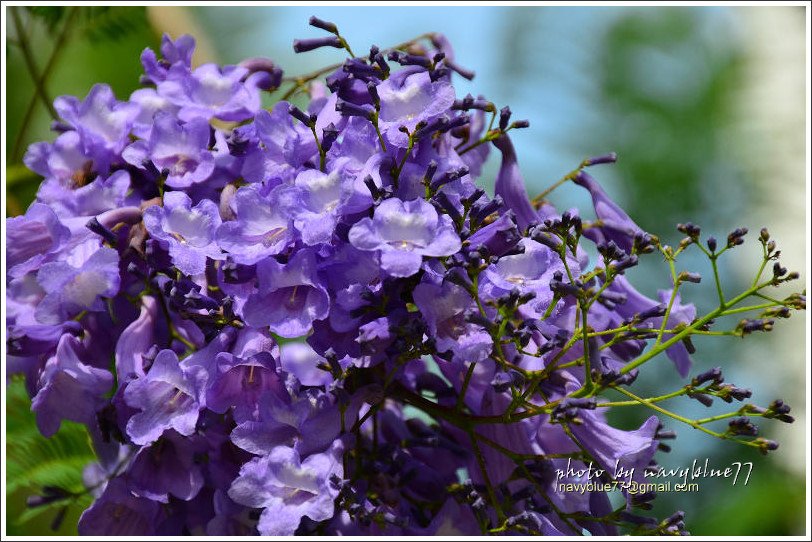 盧厝堤防藍花楹11.jpg