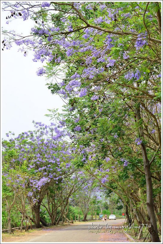 盧厝堤防藍花楹19.jpg