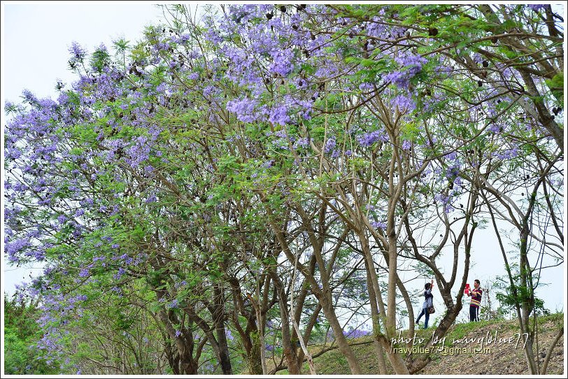 盧厝堤防藍花楹21.jpg