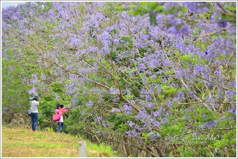 盧厝堤防藍花楹24.jpg