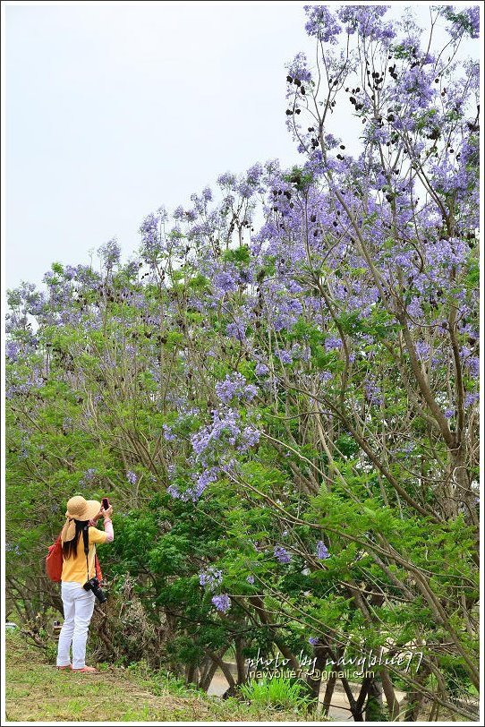 盧厝堤防藍花楹29.jpg