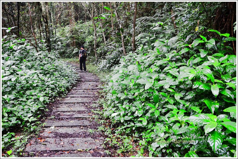 大山背騎龍古道22.jpg