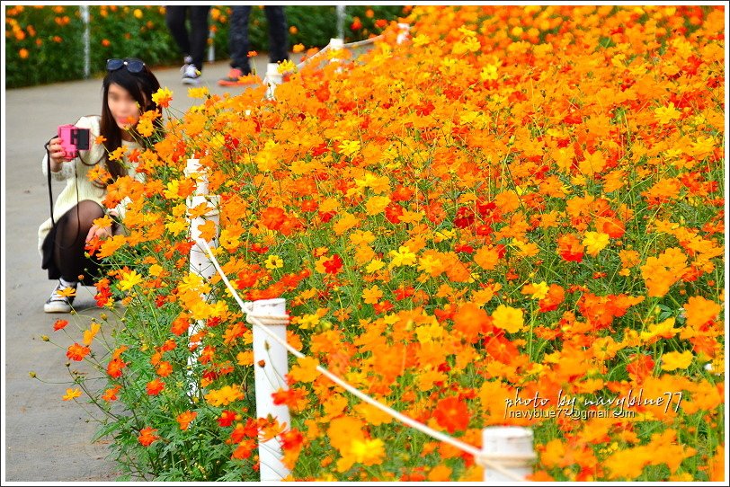 新社花海201506.JPG