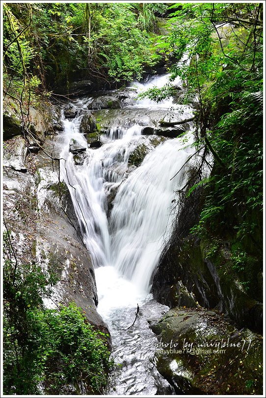 司馬庫斯巨木群步道14.JPG