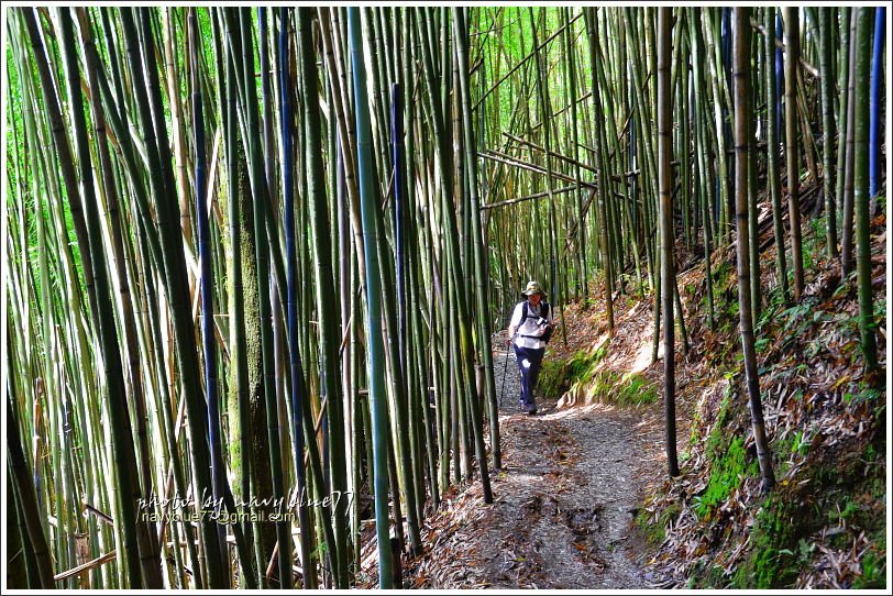 司馬庫斯巨木群步道24.JPG