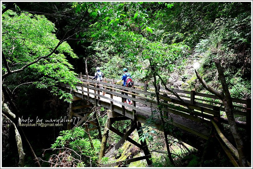 司馬庫斯巨木群步道73.JPG