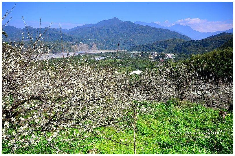 水里永興梅園樟神木18.JPG