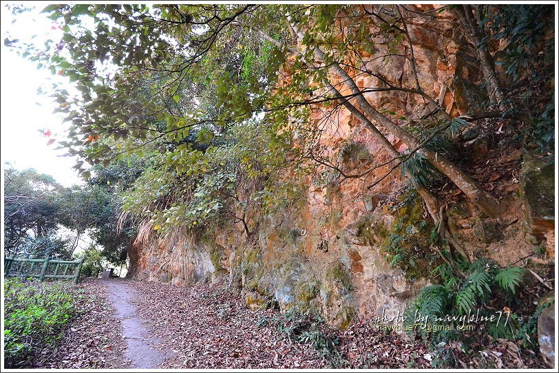 水里永興梅園樟神木36.JPG