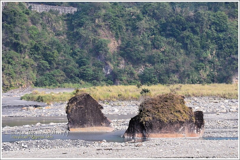 水里永興梅園樟神木39.JPG