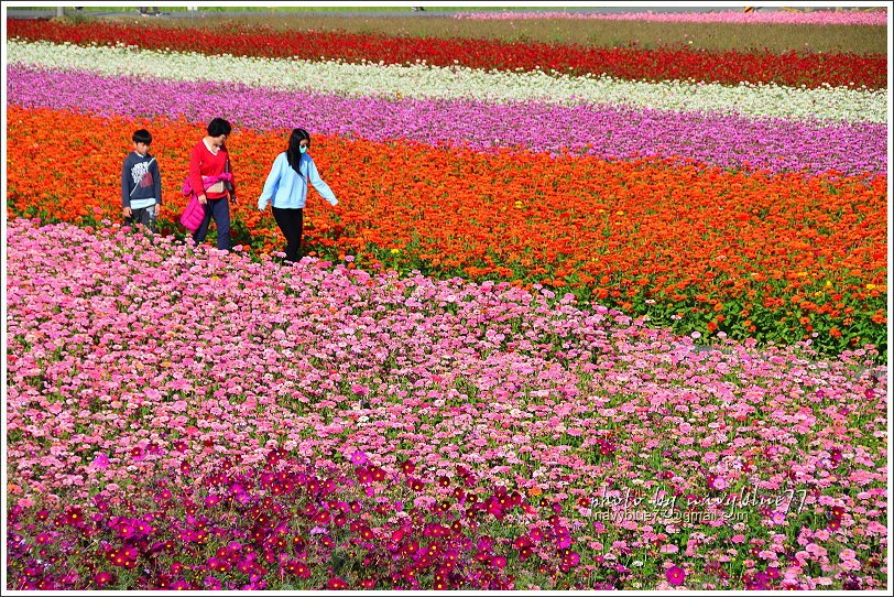 2017太保花海14.JPG