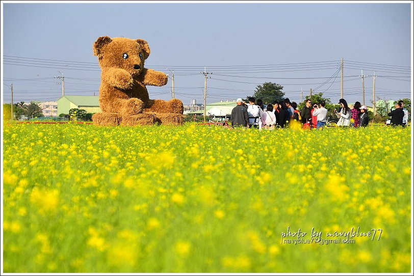 2017太保花海20.JPG