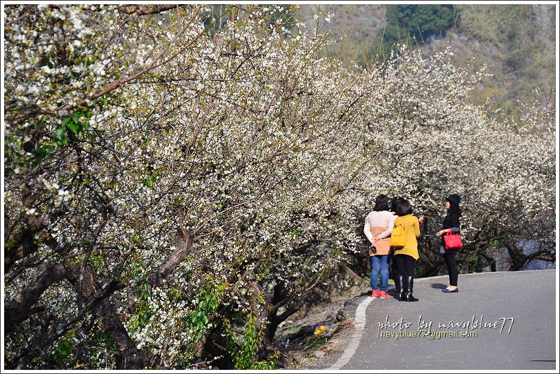 信義土場賞梅09.JPG