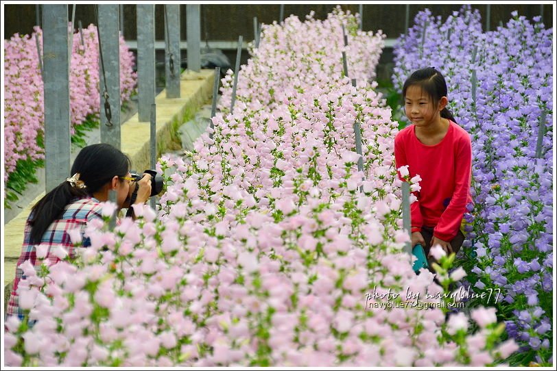 斗南石龜溪風鈴花07.JPG