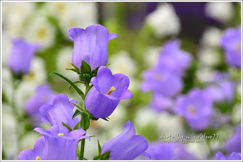 斗南石龜溪風鈴花11.JPG