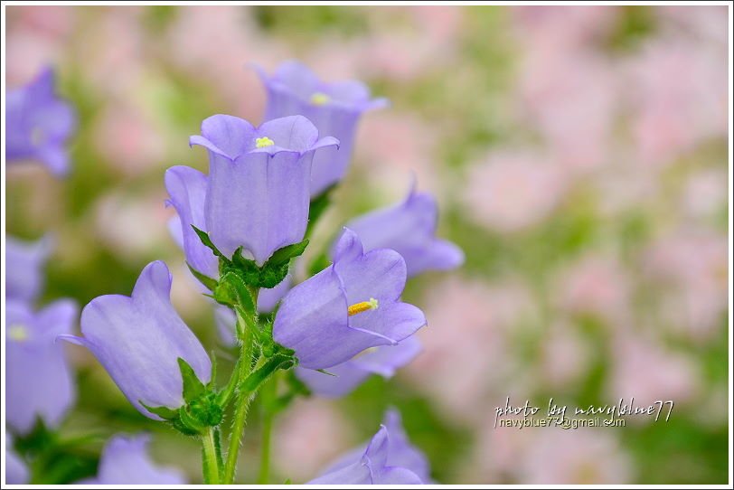 斗南石龜溪風鈴花23.JPG