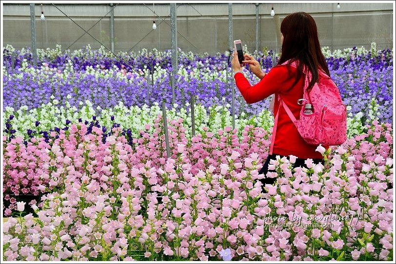 斗南石龜溪風鈴花28.JPG