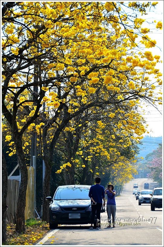 竹崎166縣道黃金風鈴花01.JPG