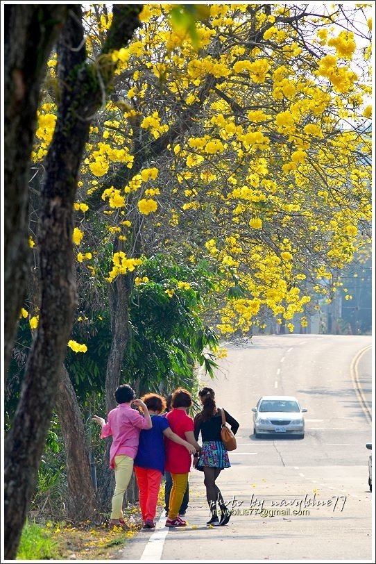 竹崎166縣道黃金風鈴花18.JPG