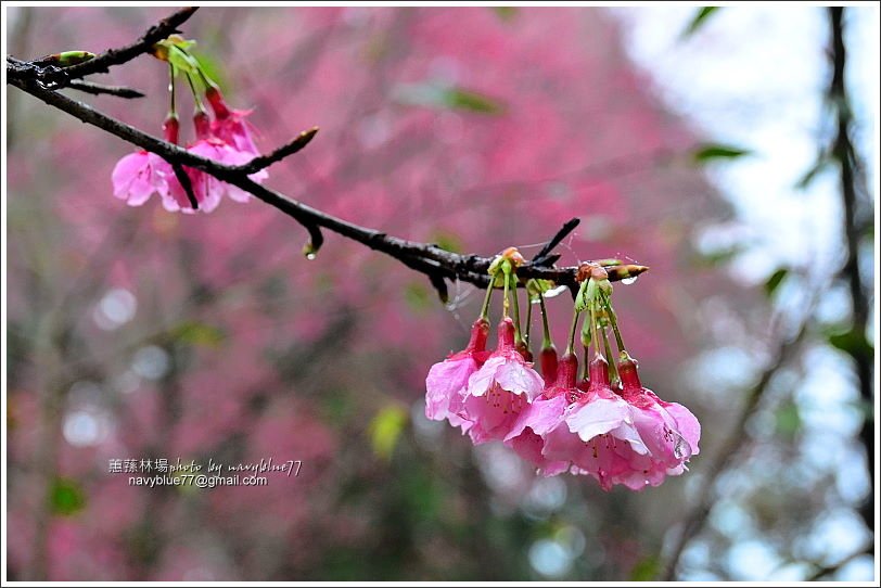 蕙蓀林場賞櫻09.JPG