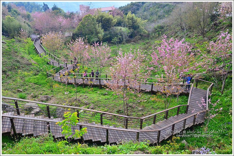 阿里山公路賞櫻07.JPG