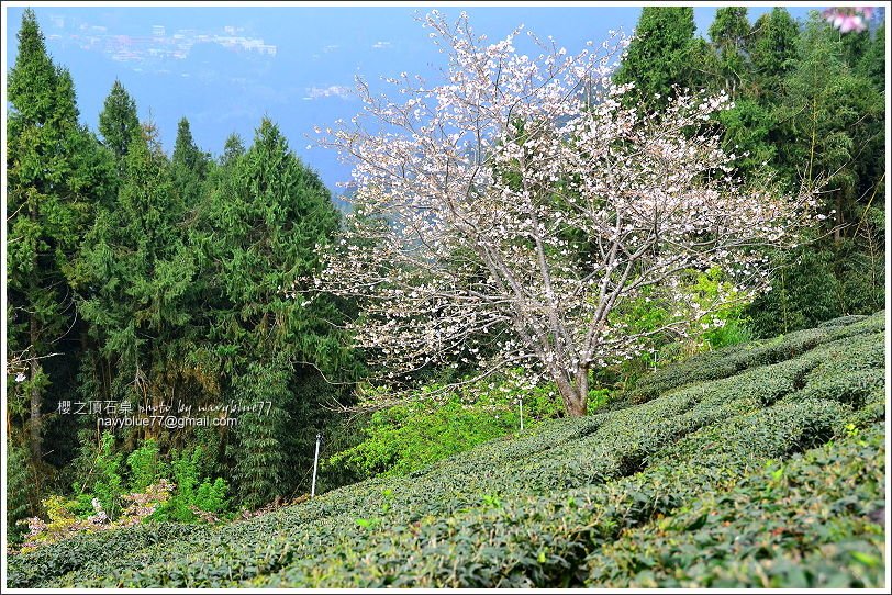 阿里山公路賞櫻10.JPG