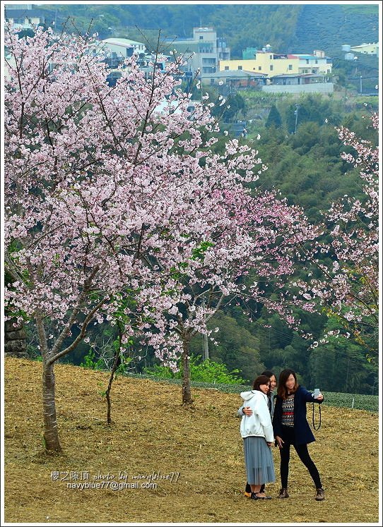 阿里山公路賞櫻12.JPG