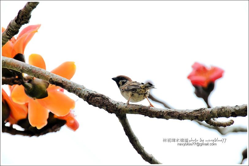 林初埤木棉花12.JPG